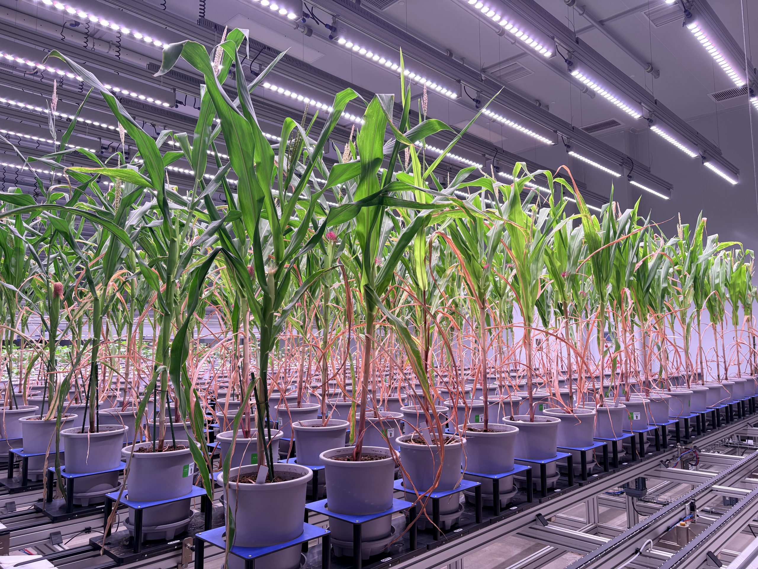 中国、作物育種にAI・画像解析を活用　「植物CT」で研究加速